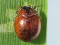 Cynegetis impunctata, Gras-Marienkäfer