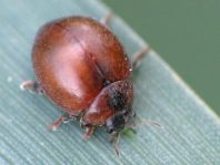 Cynegetis impunctata, Gras-Marienkäfer