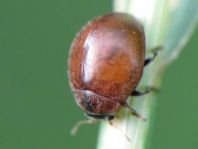 Cynegetis impunctata, Gras-Marienkäfer