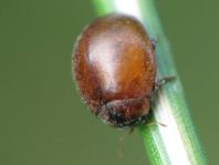 Cynegetis impunctata, Gras-Marienkäfer
