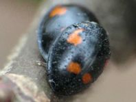 Vierfleckige Kugelmarienkäfer, Exochomus (Brumus) quadripustulatus