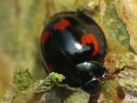 Vierfleckige Kugelmarienkäfer, Exochomus (Brumus) quadripustulatus