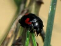 Vierfleckige Kugelmarienkäfer, Brumus (Exochomus) quadripustulatus