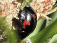 Vierfleckige Kugelmarienkäfer, Exochomus (Brumus) quadripustulatus