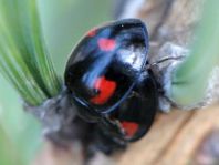 Vierfleckige Kugelmarienkäfer, Exochomus (Brumus) quadripustulatus