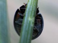 Vierfleckige Kugelmarienkäfer, Brumus (Exochomus) quadripustulatus