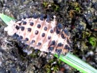 Vierfleckige Kugelmarienkäfer, Brumus (Exochomus) quadripustulatus