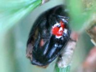 Vierfleckige Kugelmarienkäfer, Brumus (Exochomus) quadripustulatus