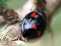 Vierfleckige Kugelmarienkäfer, Brumus (Exochomus) quadripustulatus