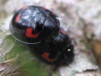 Vierfleckige Kugelmarienkäfer, Brumus (Exochomus) quadripustulatus