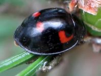 Vierfleckige Kugelmarienkäfer, Brumus (Exochomus) quadripustulatus