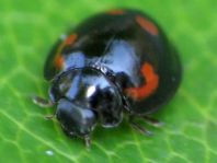 Vierfleckige Kugelmarienkäfer, Brumus (Exochomus) quadripustulatus