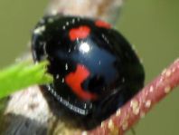 Vierfleckige Kugelmarienkäfer, Brumus (Exochomus) quadripustulatus