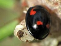 Vierfleckige Kugelmarienkäfer, Brumus (Exochomus) quadripustulatus