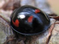 Vierfleckige Kugelmarienkäfer, Brumus (Exochomus) quadripustulatus