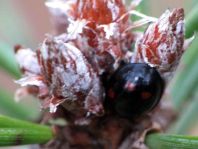 Vierfleckige Kugelmarienkäfer, Brumus (Exochomus) quadripustulatus