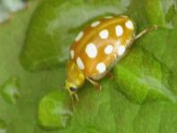 Sechzehnfleckiger Marienkäfer, Halyzia sedecimguttata