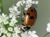 Hippodamia variegata, Variabler Flach-Marienkäfer