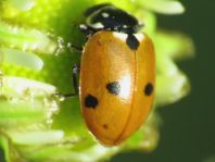 Hippodamia variegata, Variabler Flach-Marienkäfer