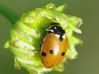 Hippodamia variegata, Variabler Flach-Marienkäfer