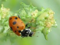 Hippodamia variegata, Variabler Flach-Marienkäfer