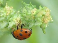 Hippodamia variegata, Variabler Flach-Marienkäfer