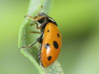 Hippodamia variegata, Variabler Flach-Marienkäfer