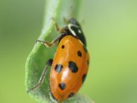 Hippodamia variegata, Variabler Flach-Marienkäfer