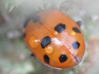 Hippodamia variegata, Variabler Flach-Marienkäfer