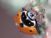 Hippodamia variegata, Variabler Flach-Marienkäfer