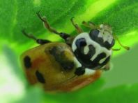 Hippodamia variegata, Variabler Flach-Marienkäfer