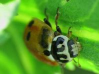 Hippodamia variegata, Variabler Flach-Marienkäfer