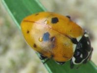 Hippodamia variegata, Variabler Flach-Marienkäfer