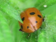 Hippodamia variegata, Variabler Flach-Marienkäfer