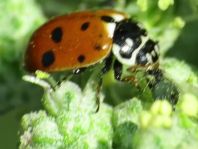 Hippodamia variegata, Variabler Flach-Marienkäfer