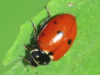 Hippodamia variegata, Variabler Flach-Marienkäfer