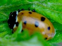 Hippodamia variegata, Variabler Flach-Marienkäfer