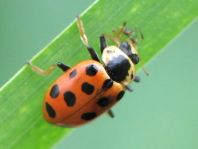 Hippodamia tredecimpunctata, Dreizehnpunkt-Marienkäfer