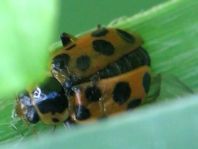 Hippodamia tredecimpunctata, Dreizehnpunkt-Marienkäfer