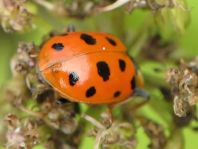 Hippodamia tredecimpunctata, Dreizehnpunkt-Marienkäfer