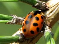 Hippodamia tredecimpunctata, Dreizehnpunkt-Marienkäfer