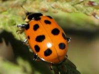 Hippodamia tredecimpunctata, Dreizehnpunkt-Marienkäfer