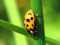 Hippodamia tredecimpunctata, Dreizehnpunkt-Marienkäfer