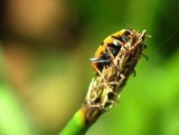 Hippodamia tredecimpunctata, Dreizehnpunkt-Marienkäfer