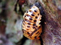 Augenmarienkäfer, Anatis ocellata, Puppe