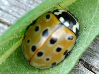 Augenmarienkäfer, Anatis ocellata