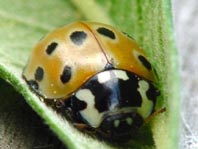 Augenmarienkäfer, Anatis ocellata