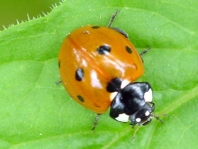 Siebenpunkt Marienkäfer, Coccinella septempunctata