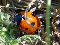 Siebenpunkt Marienkäfer, Coccinella septempunctata