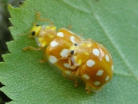 Sechzehnfleckiger Marienkäfer, Halyzia sedecimguttata